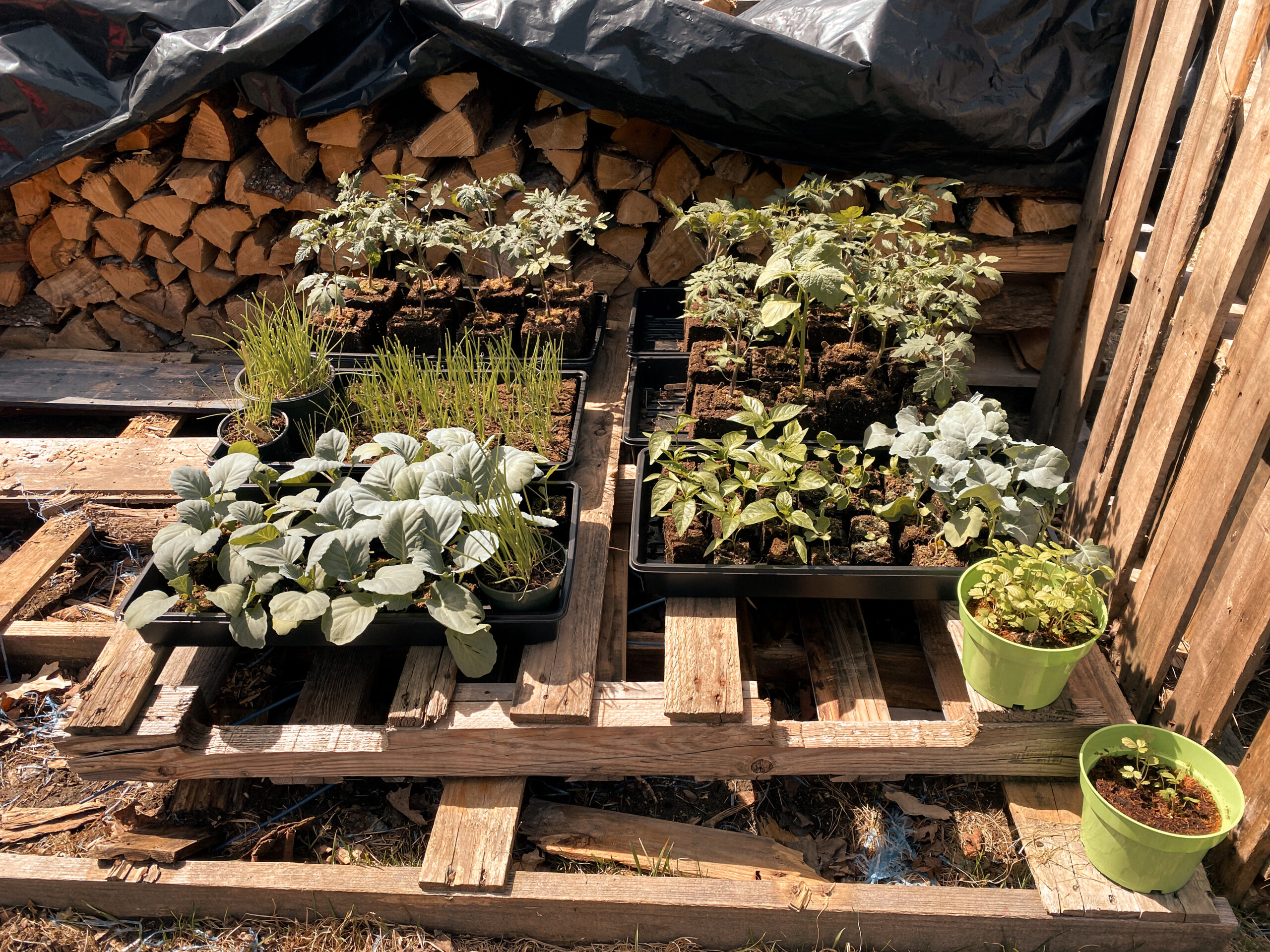 Indoor Seed Starting Made Easy!