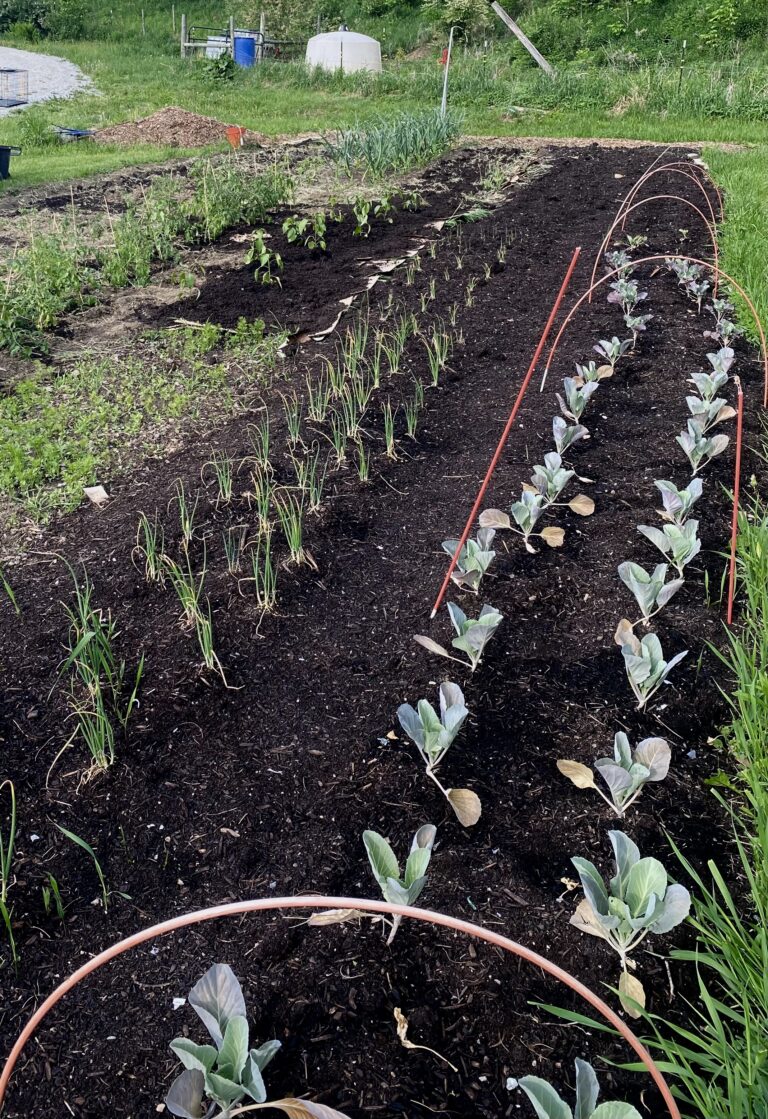 What I’m Planting in Our Garden This Year